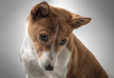 Hundeblick entschuldigung Hundeblick entschuldigung